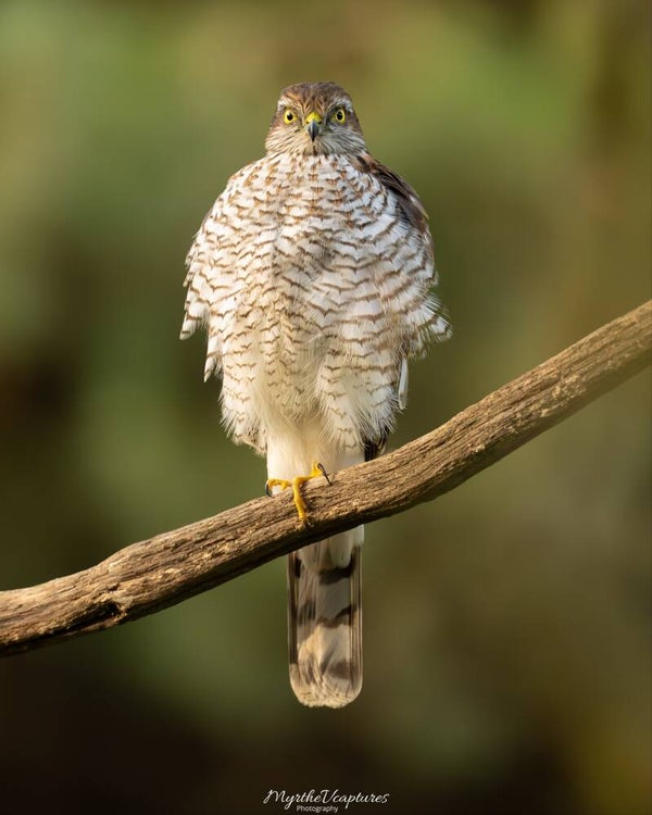 Sparrowhawk - Sperwer