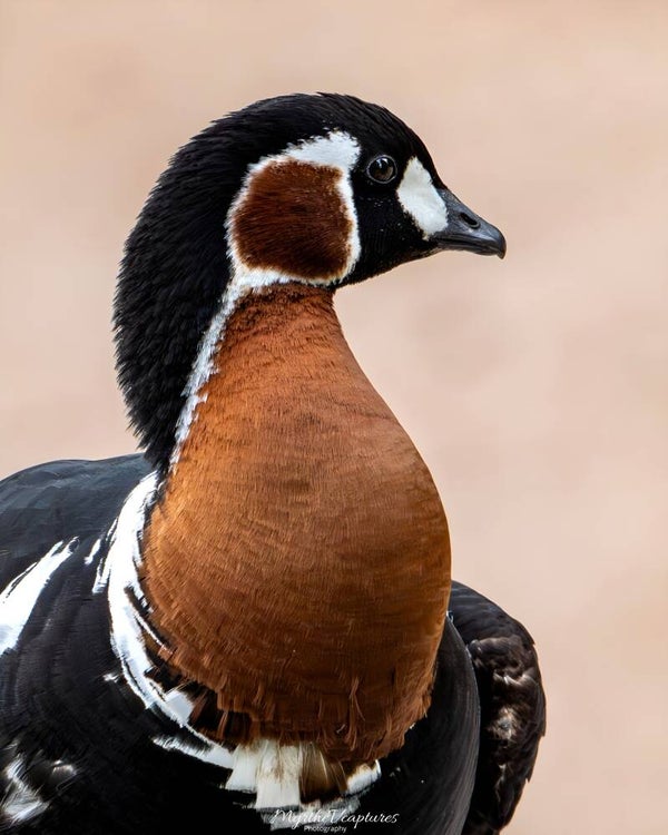Red-breasted Goose - roodhalsgans