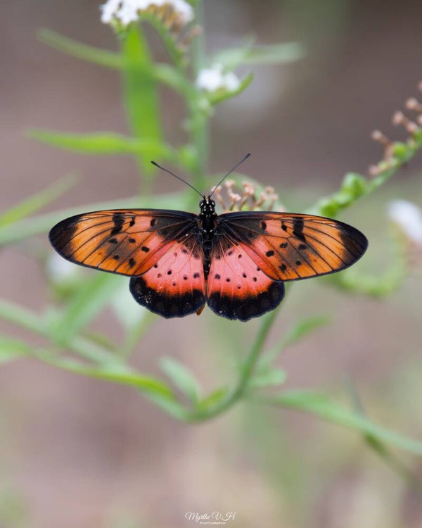 Acraea acara