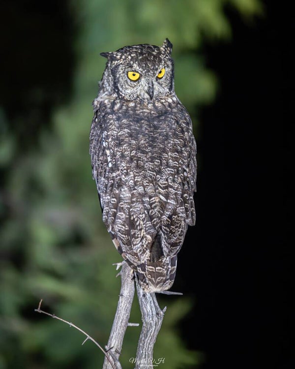African eagle owl - afrikaanse oehoe