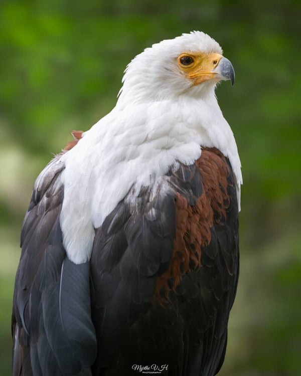 African fish eagle - afrikaanse zeearend