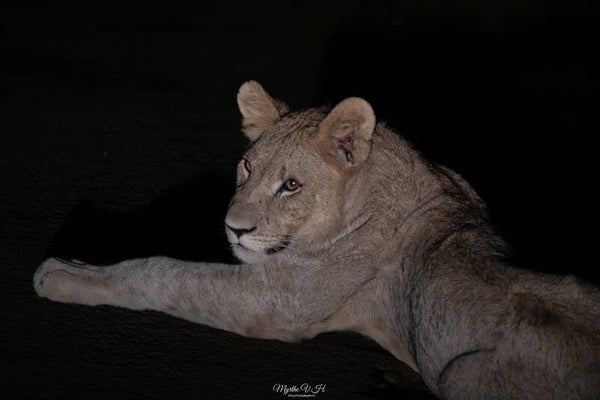 African lion - afrikaanse leeuw