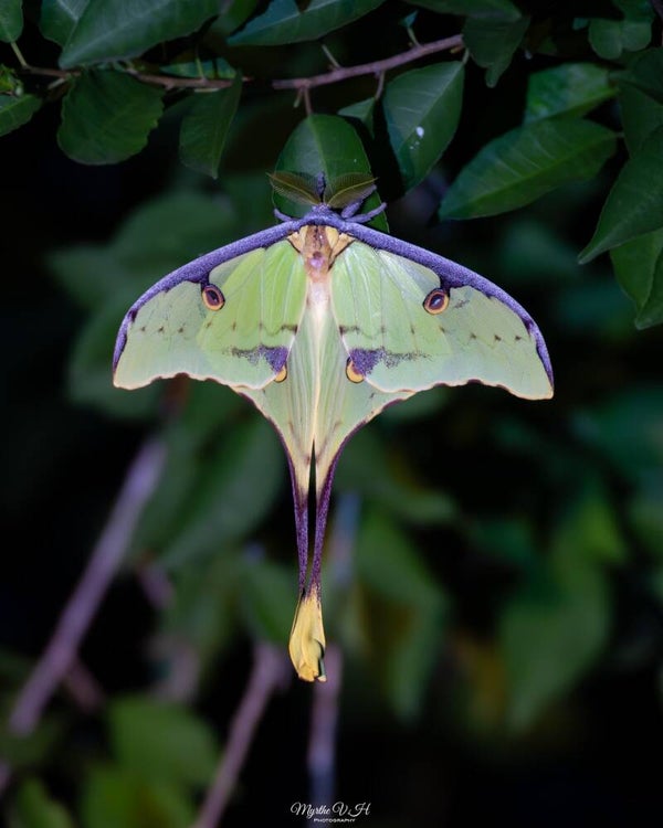 African moon moth - Afrikaanse maanvlinder