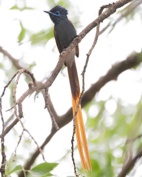 African paradise flycatcher - afrikaanse paradijsmonarch