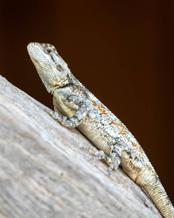Agama atra