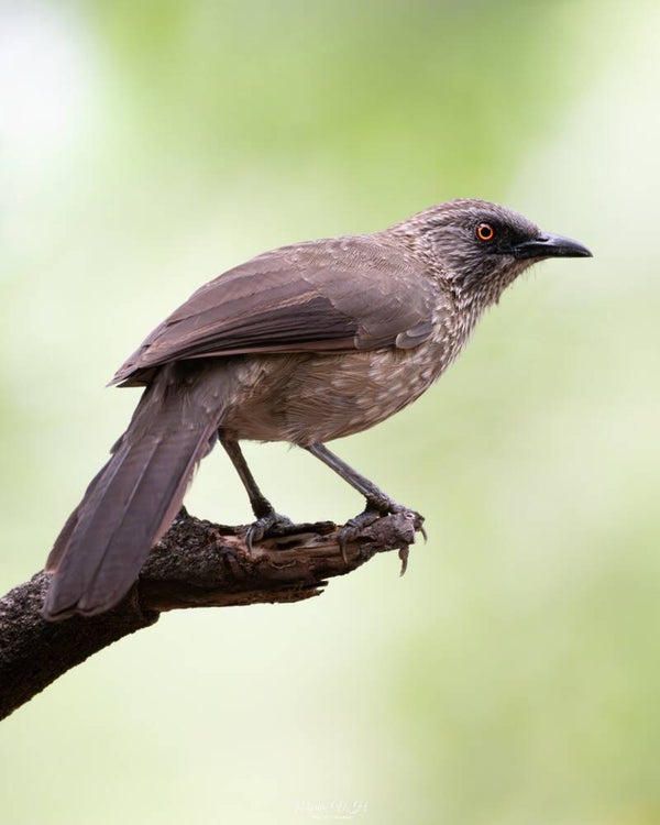 Arrow-marked babbler - pijlpuntbabelaar