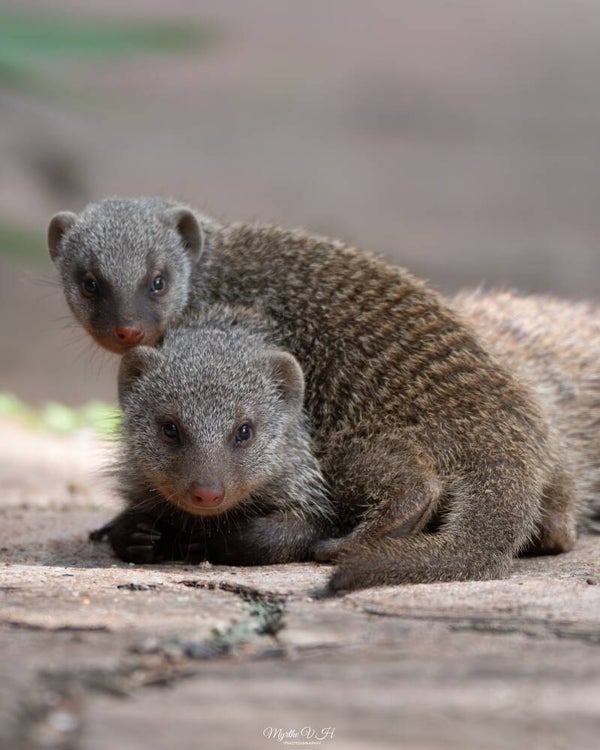 Banded mongoose - zebramangoest