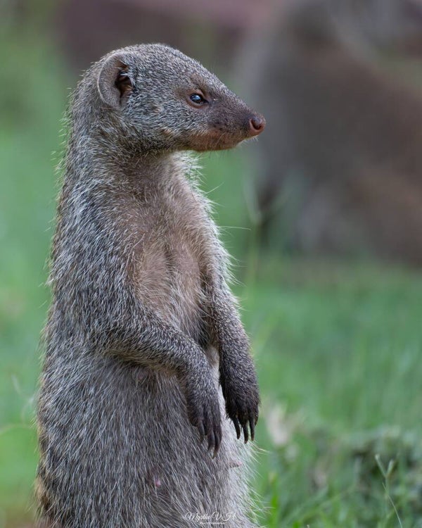 Banded mongoose - zebramangoest