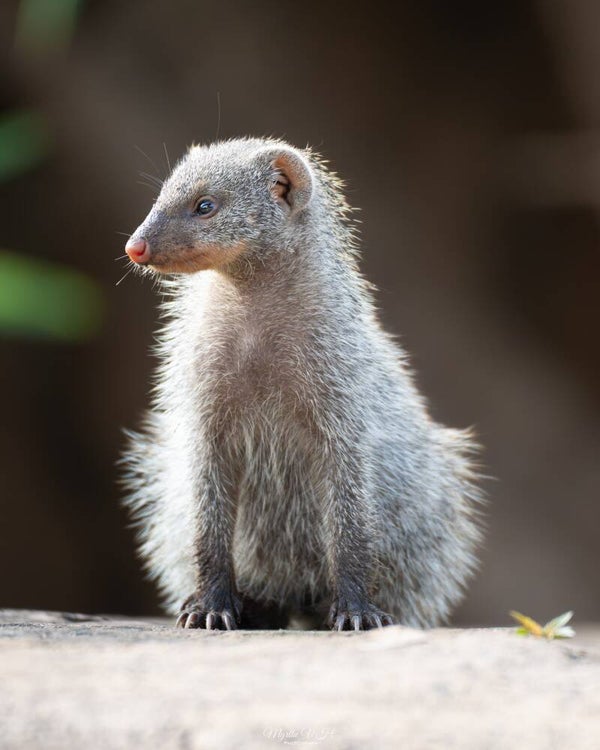 Banded mongoose - zebramangoest
