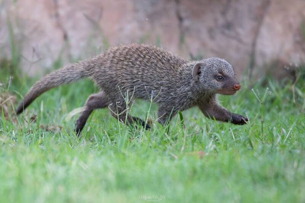 Banded mongoose - zebramangoest