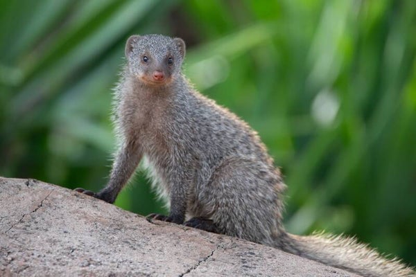 Banded mongoose - zebramangoest