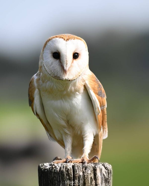 Barn owl - kerkuil
