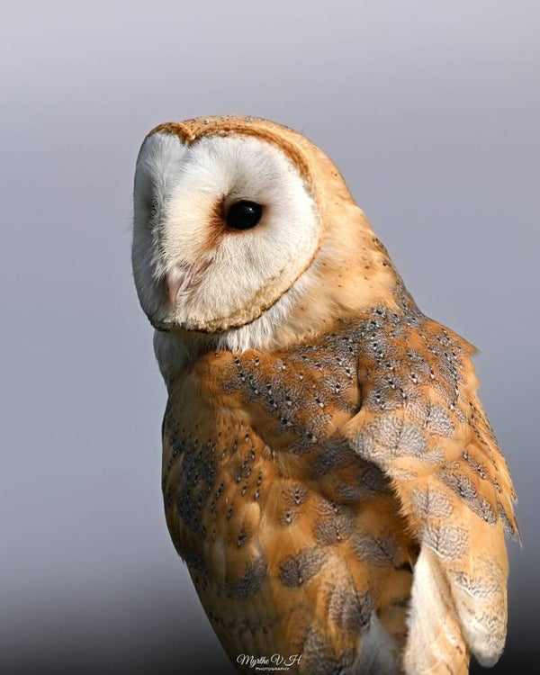 Barn owl - kerkuil
