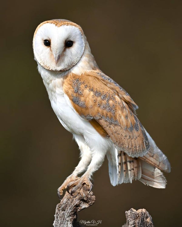 Barn owl - kerkuil