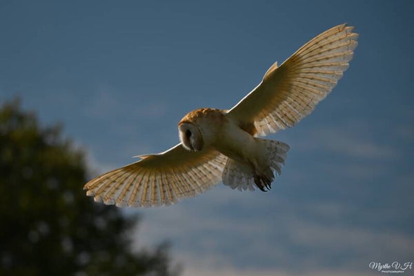 Barn owl - kerkuil