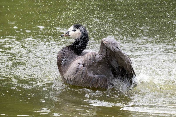 Barnacle goose - brandgans