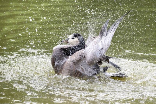 Barnacle goose - brandgans
