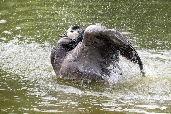 Barnacle goose - brandgans