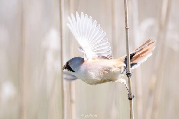 Bearded reedling - baardman