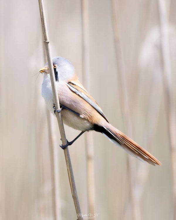 Bearded reedling - baardman