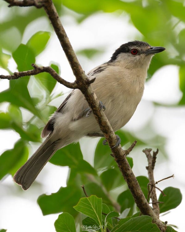 Black-backed puffback - poederdonsklauwier