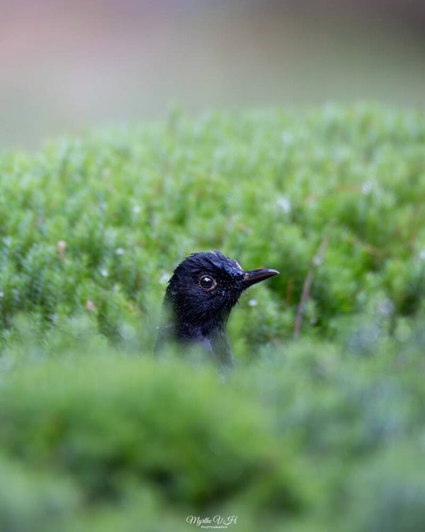 Blackbird - merel