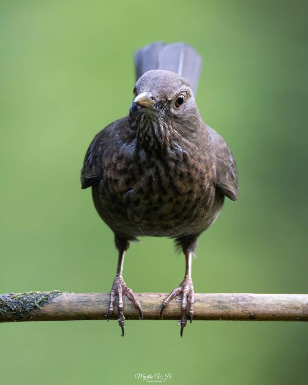 Blackbird - merel