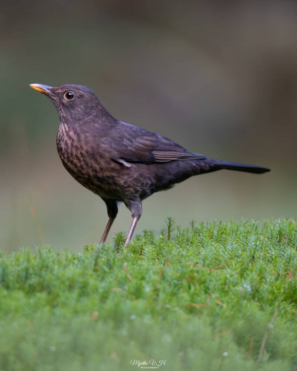 Blackbird - merel
