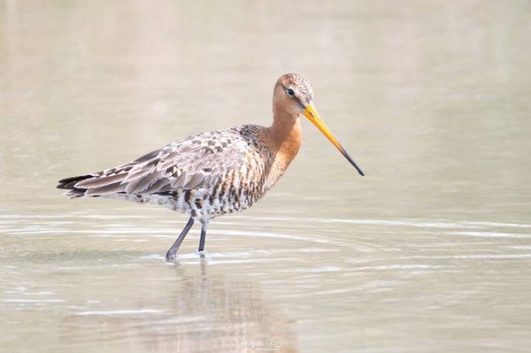 Black-tailed godwit - grutto