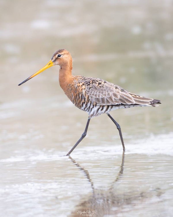 Black-tailed godwit - grutto