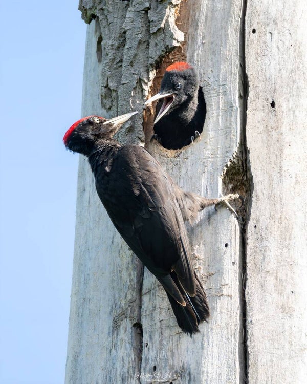 Black woodpecker - zwarte specht