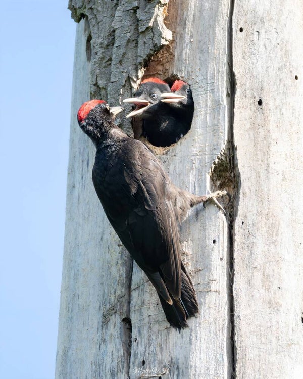 Black woodpecker - zwarte specht