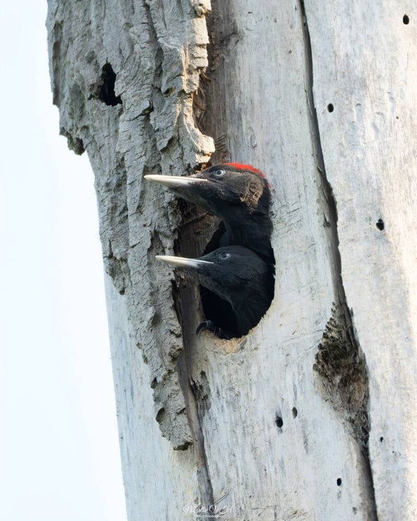 Black woodpecker - zwarte specht