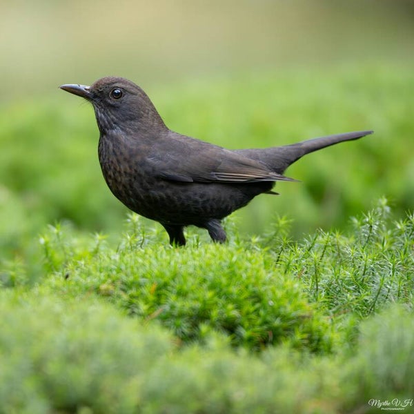Blackbird - merel