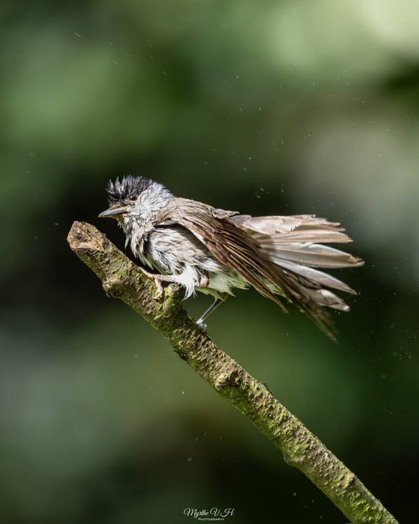 Blackcap - zwartkop
