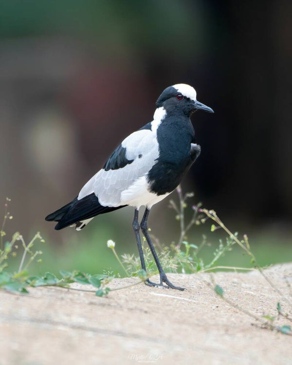 Blacksmith lapwing - smidsplevier