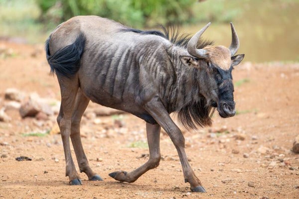 Blue wildebeest - blauwe gnoe