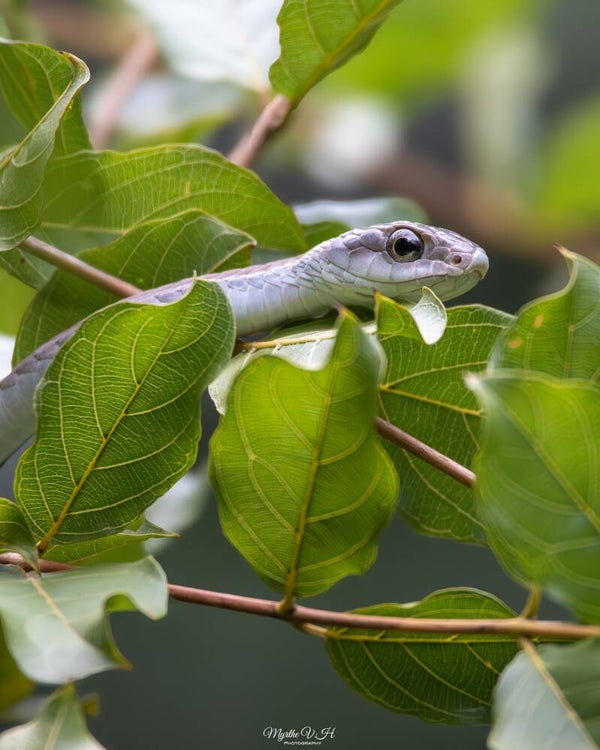 Boomslang