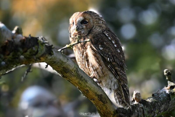 Tawny owl - Bosuil