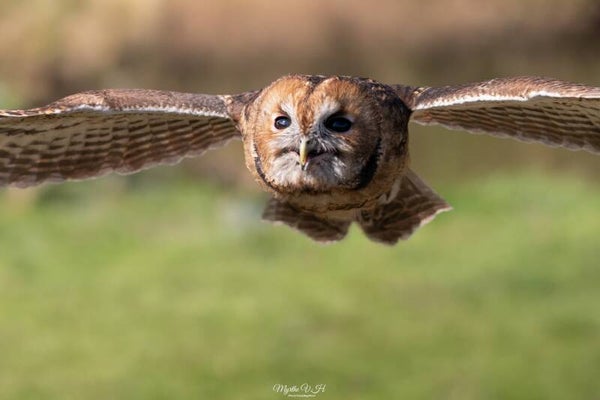 Bosuil-tawny owl