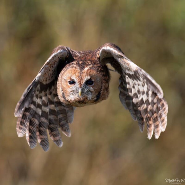 Bosuil-tawny owl