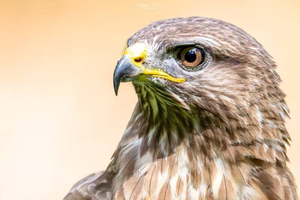 Buzzard - buizerd