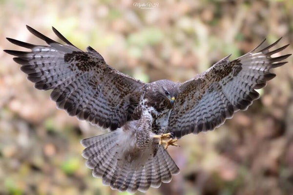 Buzzard - buizerd