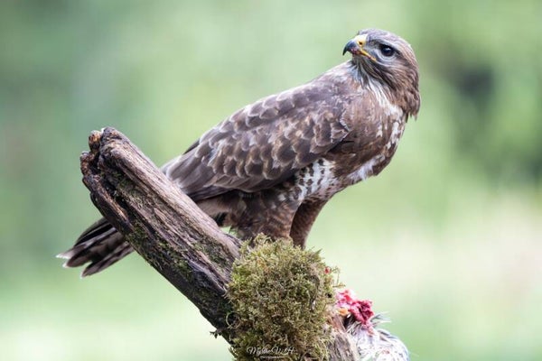 Buzzard - buizerd