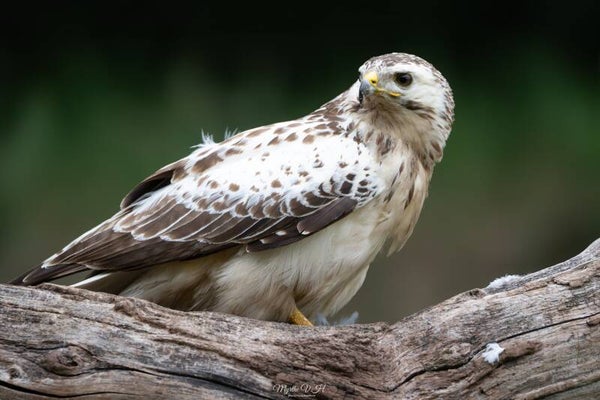 Buzzard - buizerd