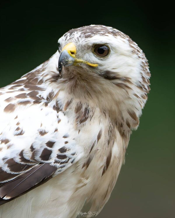Buzzard - buizerd