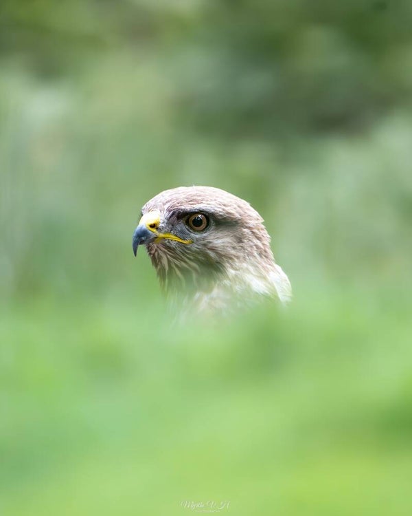 Buzzard - buizerd