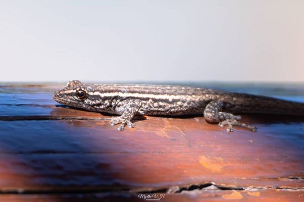 Cape dwarf gecko - kaap dwerggekko