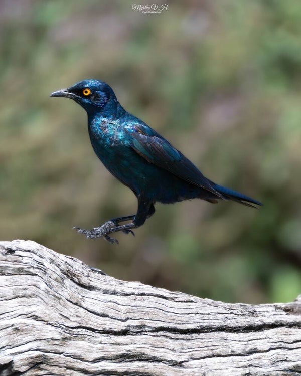 Cape starling - roodschouderglansspreeuw