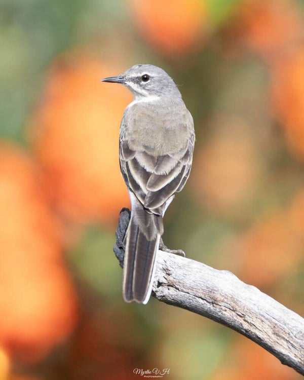 Cape wagtail - kaapse kwikstaart